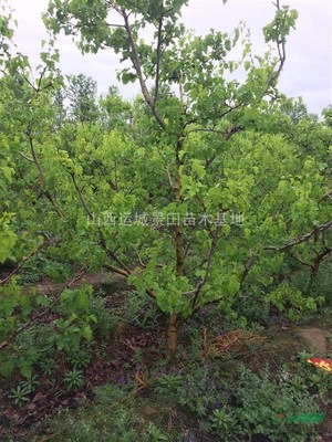 6公分山楂樹(shù)價(jià)格_6公分山楂樹(shù)半冠價(jià)格_6公分裸根山楂樹(shù)價(jià)格