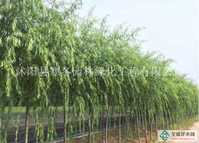 【江蘇【青皮垂柳】最新青皮垂柳_價格_圖片_產(chǎn)地報(bào)價表詳情描述供應(yīng)|大葉黃楊 瓜子黃楊 金葉女貞 紅葉小檗 叢生紫荊 叢生紫薇 紫葉李 重生花石榴 等200種綠化苗木沭陽縣寒冬園林綠化工程商鋪