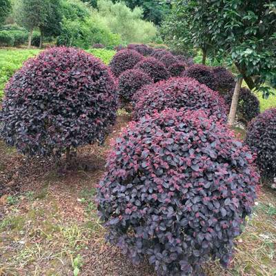 武漢辦公室植物租擺綠植報(bào)價,辦公室園藝價格園林養(yǎng)護(hù)